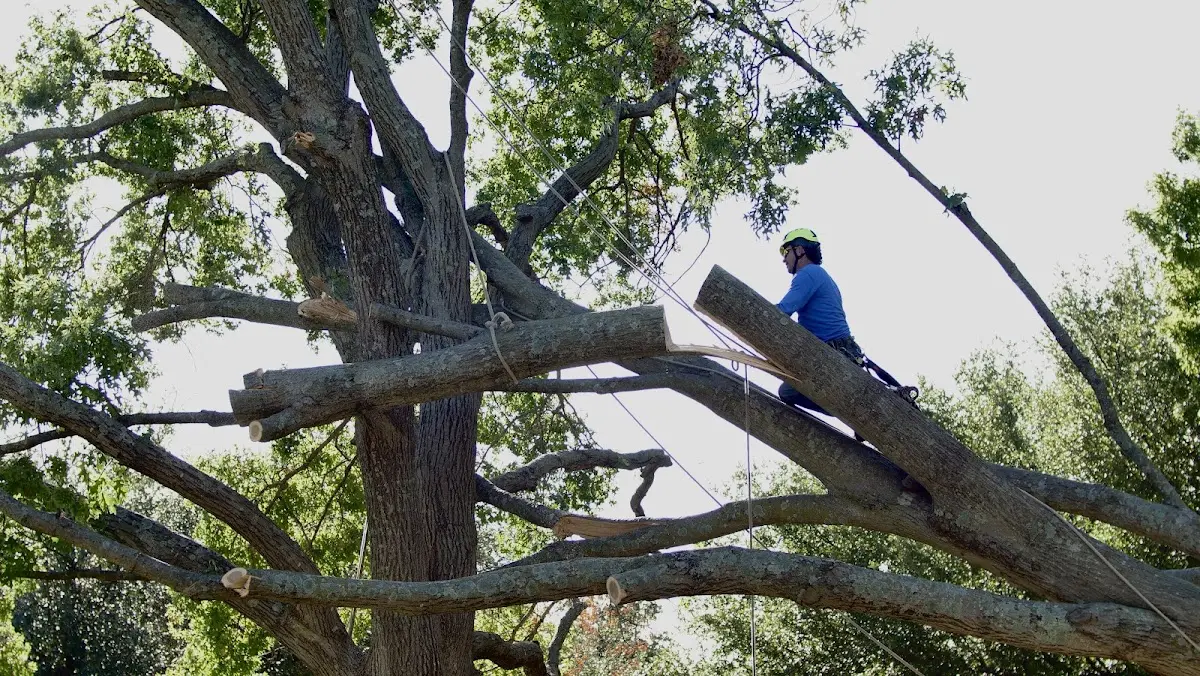 Professional Crown Thinning performed by certified arborists in Spring Grove