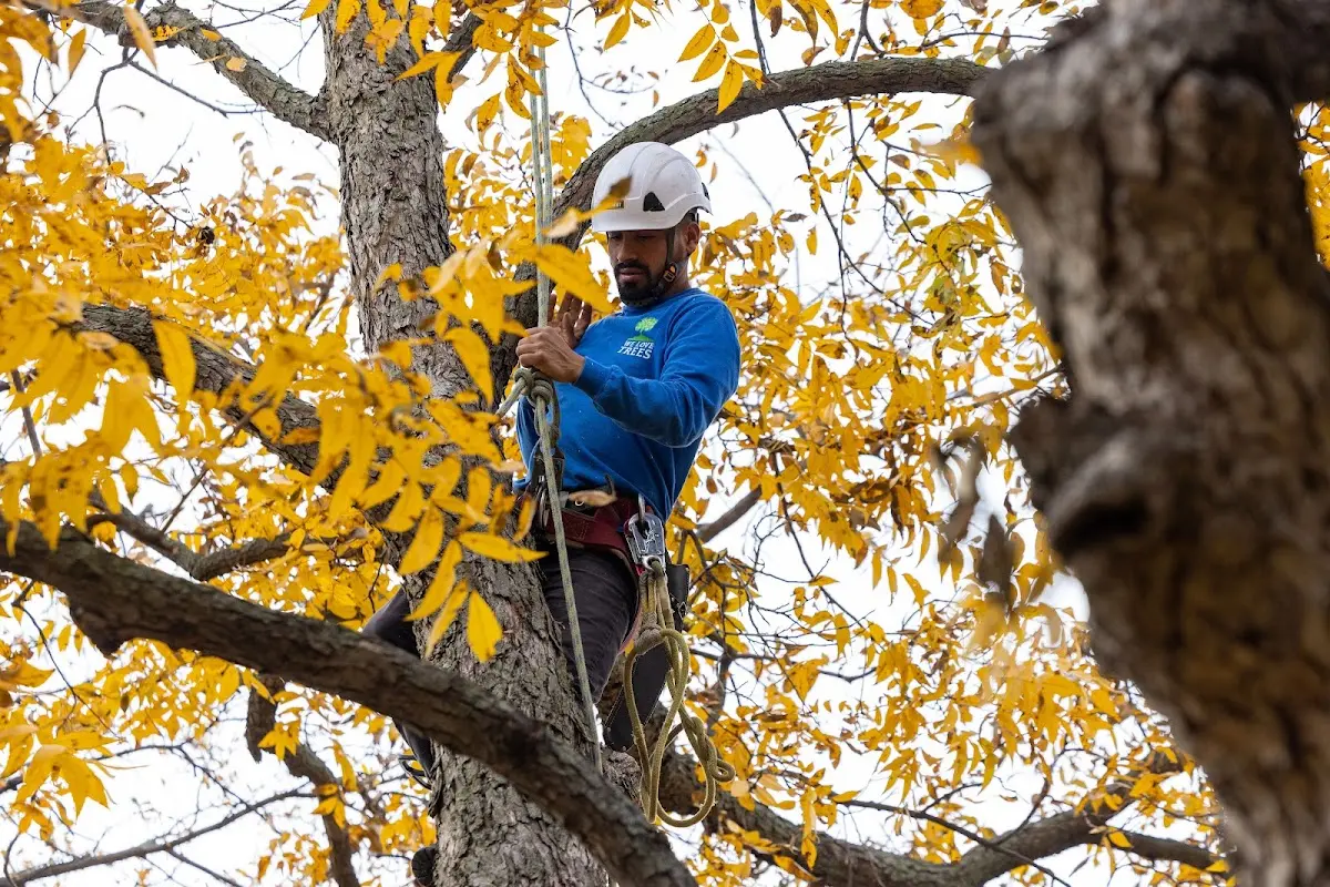 Skilled Tree Planting crew working in Spring Grove