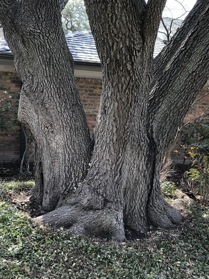 Mature heritage tree close to a Spring Grove property cared for by certified arborists